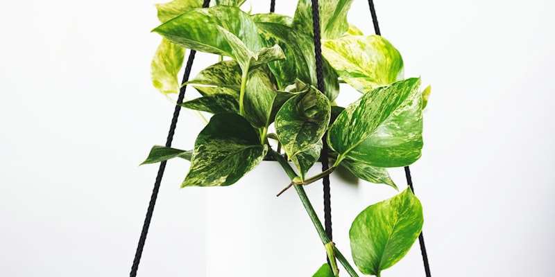 深度分析：2026世界杯夺冠热门球队战术解析与球员状态评估